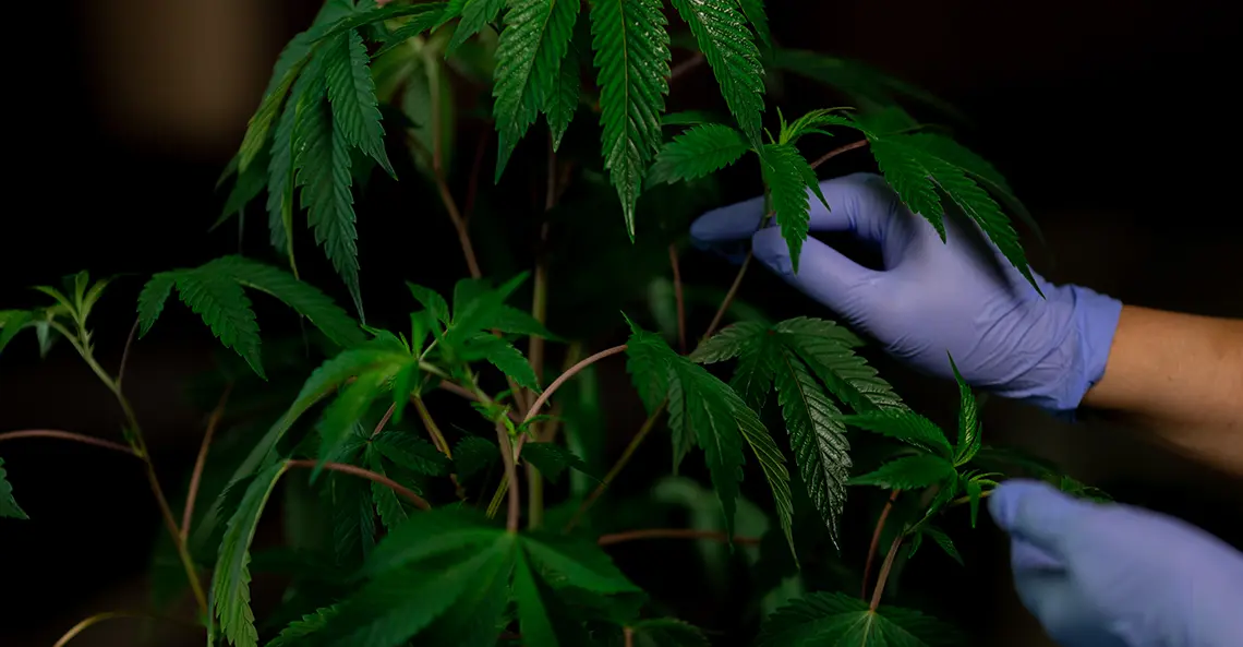 Person harvesting cannabis plants to extract THC
