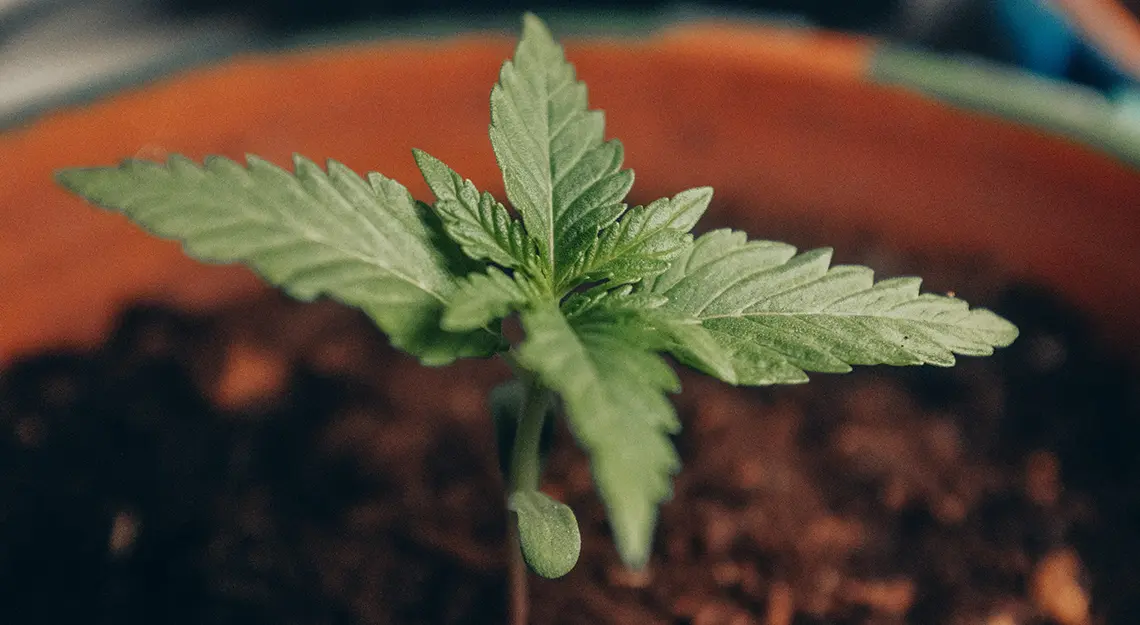Cannabis plant growing indoors in a pot