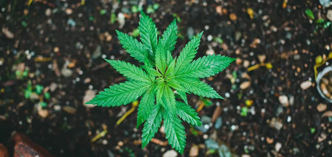 Cannabis plant growing in a garden