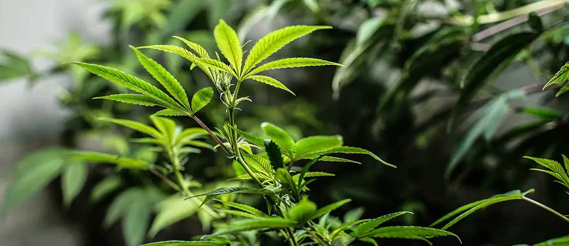 Medical Marijuana growing indoors